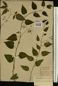 Solanum dulcamara L., Eastern Europe, Central forest region (E5) (Russia)