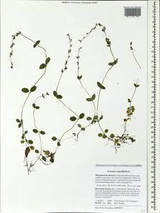 Veronica serpyllifolia L., Eastern Europe, Northern region (E1) (Russia)