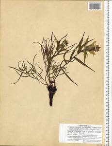 Castilleja pallida (L.) Kunth, Siberia, Central Siberia (S3) (Russia)