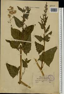 Atriplex hortensis L., Eastern Europe, North-Western region (E2) (Russia)