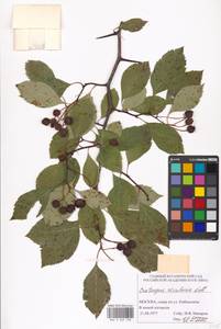 Crataegus rivularis Nutt. ex Torr. & A. Gray, Eastern Europe, Moscow region (E4a) (Russia)