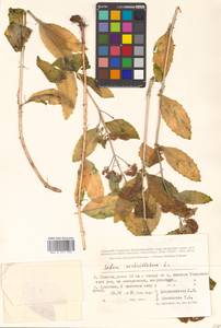 Hylotelephium verticillatum (L.) H. Ohba, Siberia, Russian Far East (S6) (Russia)