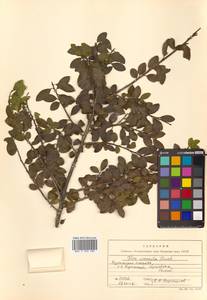 Ilex crenata Thunb., Siberia, Russian Far East (S6) (Russia)