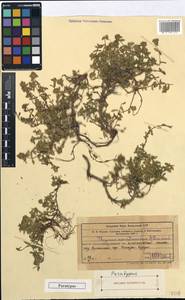 Thymus karatavicus Dmitrieva, Middle Asia, Western Tian Shan & Karatau (M3) (Kazakhstan)