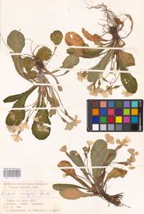 Primula vulgaris Huds., South Asia, South Asia (Asia outside ex-Soviet states and Mongolia) (ASIA) (Turkey)