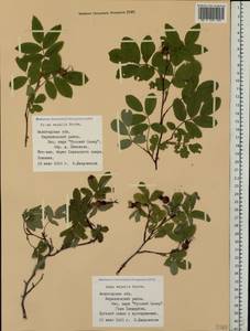 Rosa majalis Herrm., Eastern Europe, Northern region (E1) (Russia)