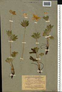 Anemone sylvestris L., Eastern Europe, South Ukrainian region (E12) (Ukraine)