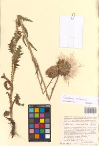 Carduus nutans, Eastern Europe, Lower Volga region (E9) (Russia)