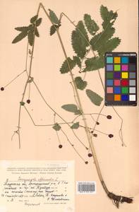 Sanguisorba officinalis L., Siberia, Russian Far East (S6) (Russia)