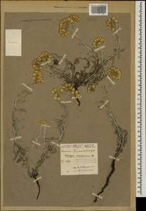 Cladochaeta candissima (M. Bieb.) DC., Caucasus, North Ossetia, Ingushetia & Chechnya (K1c) (Russia)