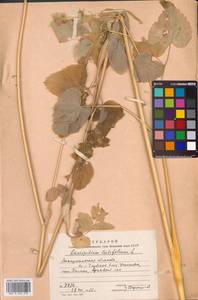 Laserpitium latifolium L., Eastern Europe, West Ukrainian region (E13) (Ukraine)