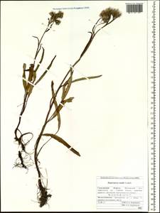 Saussurea nuda, Siberia, Russian Far East (S6) (Russia)