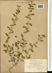Tribulus terrestris L., Caucasus, Georgia (K4) (Georgia)