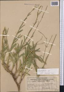 Gypsophila, Middle Asia, Caspian Ustyurt & Northern Aralia (M8) (Kazakhstan)