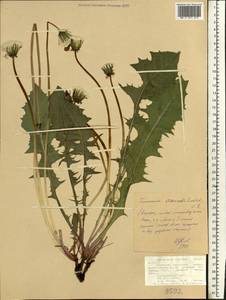 Taraxacum croceum Dahlst., Eastern Europe, Northern region (E1) (Russia)
