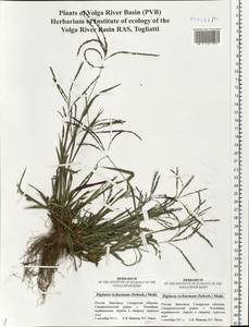 Digitaria ischaemum (Schreb.) Muhl., Eastern Europe, Middle Volga region (E8) (Russia)