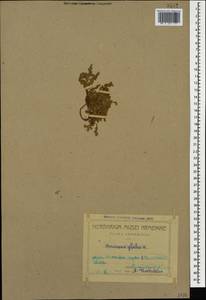 Herniaria glabra L., Caucasus, Armenia (K5) (Armenia)