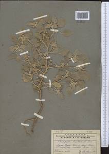 Chrozophora tinctoria (L.) A.Juss., Middle Asia, Muyunkumy, Balkhash & Betpak-Dala (M9) (Kazakhstan)