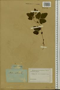 Rubus arcticus L., Siberia (no precise locality) (S0) (Russia)