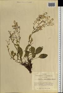 Lepidium cartilagineum (J.Mayer) Thell., Siberia, Altai & Sayany Mountains (S2) (Russia)