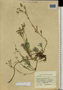 Linum pallasianum subsp. pallasianum, Eastern Europe, South Ukrainian region (E12) (Ukraine)