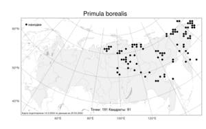 Primula borealis Duby, Atlas of the Russian Flora (FLORUS) (Russia)