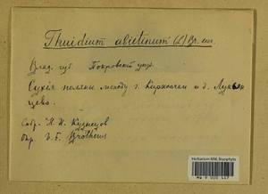 Abietinella abietina (Hedw.) M. Fleisch., Bryophytes, Bryophytes - Middle Russia (B6) (Russia)