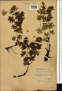 Geranium sanguineum L., Caucasus, Stavropol Krai, Karachay-Cherkessia & Kabardino-Balkaria (K1b) (Russia)