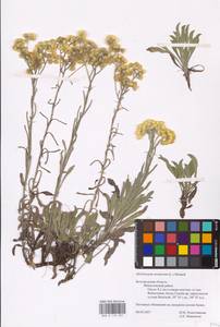 Helichrysum arenarium (L.) Moench, Eastern Europe, Central forest-and-steppe region (E6) (Russia)