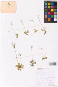 Androsace filiformis Retz., Eastern Europe, North-Western region (E2) (Russia)