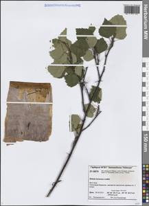 Betula pubescens var. pumila (Zanoni ex Murray) Govaerts, Siberia, Central Siberia (S3) (Russia)