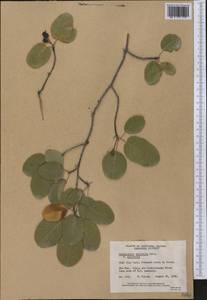 Amelanchier alnifolia (Nutt.) Nutt., America (AMER) (Canada)