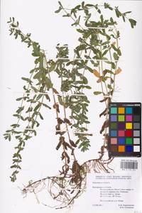 MHA 0 155 274, Teucrium scordium L., Eastern Europe, Central forest-and-steppe region (E6) (Russia)