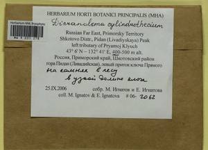 Dicranoloma cylindrothecium (Mitt.) Sakurai, Bryophytes, Bryophytes - Russian Far East (excl. Chukotka & Kamchatka) (B20) (Russia)