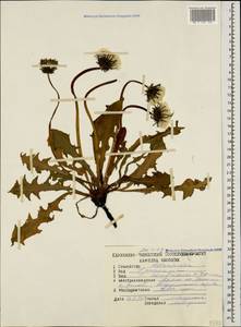 Taraxacum confusum Schischk., Caucasus, Krasnodar Krai & Adygea (K1a) (Russia)