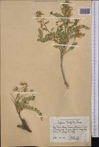 Sophora mollis subsp. griffithii (Stocks)Ali, Middle Asia, Western Tian Shan & Karatau (M3) (Kyrgyzstan)