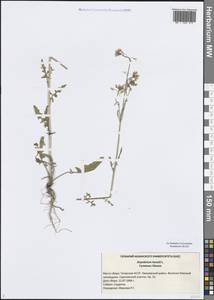 Sisymbrium loeselii L., Eastern Europe, Middle Volga region (E8) (Russia)