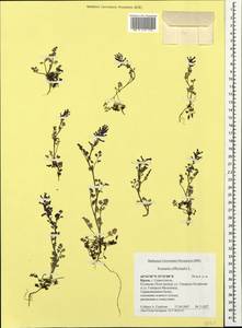 Fumaria officinalis L., Crimea (KRYM) (Russia)