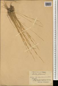 Aristida adscensionis L., South Asia, South Asia (Asia outside ex-Soviet states and Mongolia) (ASIA) (China)