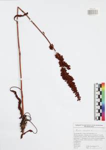 Prunella grandiflora (L.) Scholler, Eastern Europe, Central region (E4) (Russia)