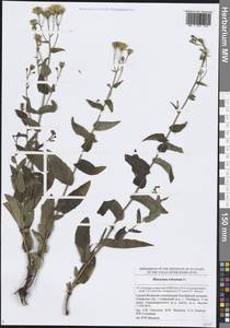 Hieracium robustum Fr., Eastern Europe, Middle Volga region (E8) (Russia)