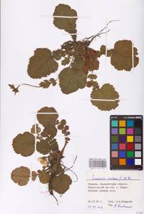 Geum montanum L., Eastern Europe, West Ukrainian region (E13) (Ukraine)