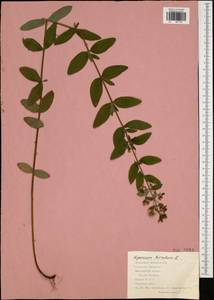 Hypericum hirsutum L., Eastern Europe, Central region (E4) (Russia)