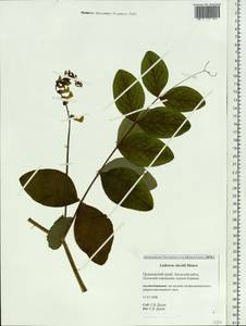 Lathyrus davidii Hance, Siberia, Russian Far East (S6) (Russia)