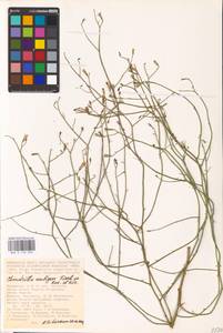 Chondrilla ambigua Fisch. ex Kar. & Kir., Eastern Europe, Lower Volga region (E9) (Russia)