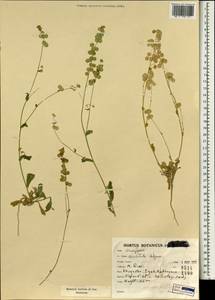 Biscutella didyma L., South Asia, South Asia (Asia outside ex-Soviet states and Mongolia) (ASIA) (Iran)