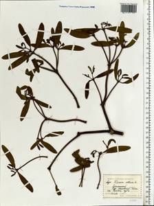 Viscum album L., Eastern Europe, Central forest-and-steppe region (E6) (Russia)