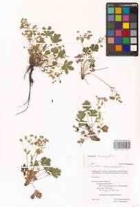 Potentilla heptaphylla L., Eastern Europe, Central forest-and-steppe region (E6) (Russia)