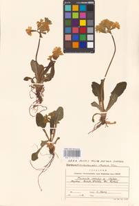 Primula vulgaris Huds., Western Europe (EUR) (Germany)