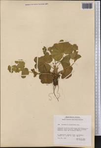 Alchemilla glomerulans Buser, America (AMER) (Greenland)